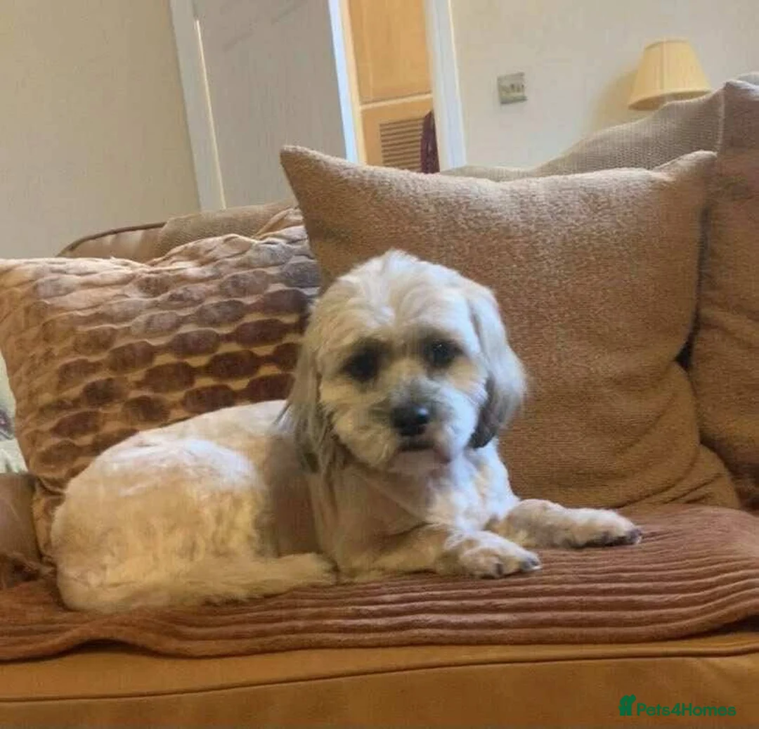 Mixed Breed dogs for adoption: KATY - FOR ADOPTION  - Advert 1