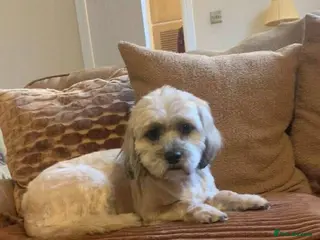 Mixed Breed dogs KATY - FOR ADOPTION - Advert 5