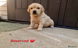 Golden Retriever dogs for sale: 💫💫💫 All puppies are reserved 💫💫💫 in Saint Helens - Image 14
