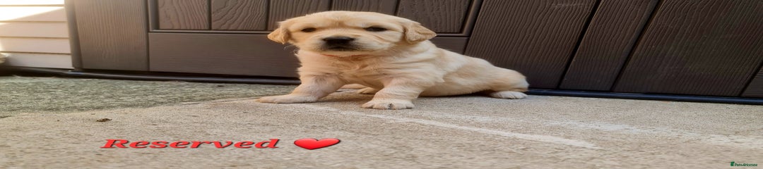 Golden Retriever Red