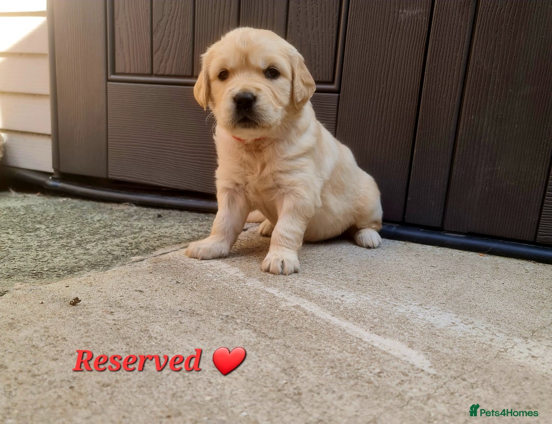 Golden Retriever dogs for sale: 💫💫💫 All puppies are reserved 💫💫💫 in Saint Helens - Image 14
