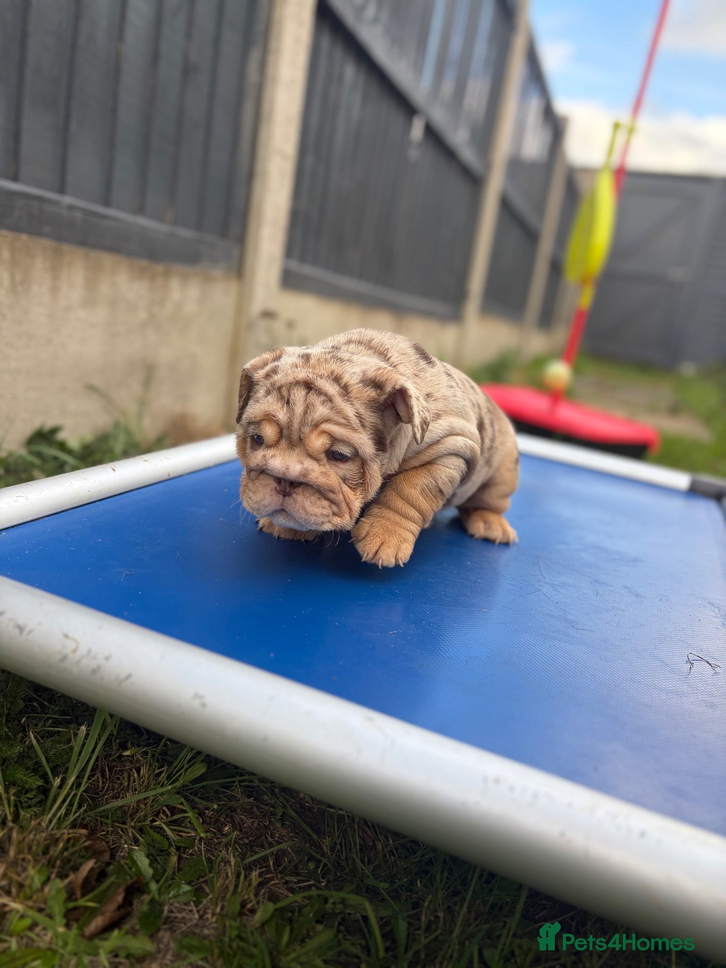 English Bulldog dogs *** TOP QUALITY ENGLISH BULLDOG PUPPIES *** - Advert 2