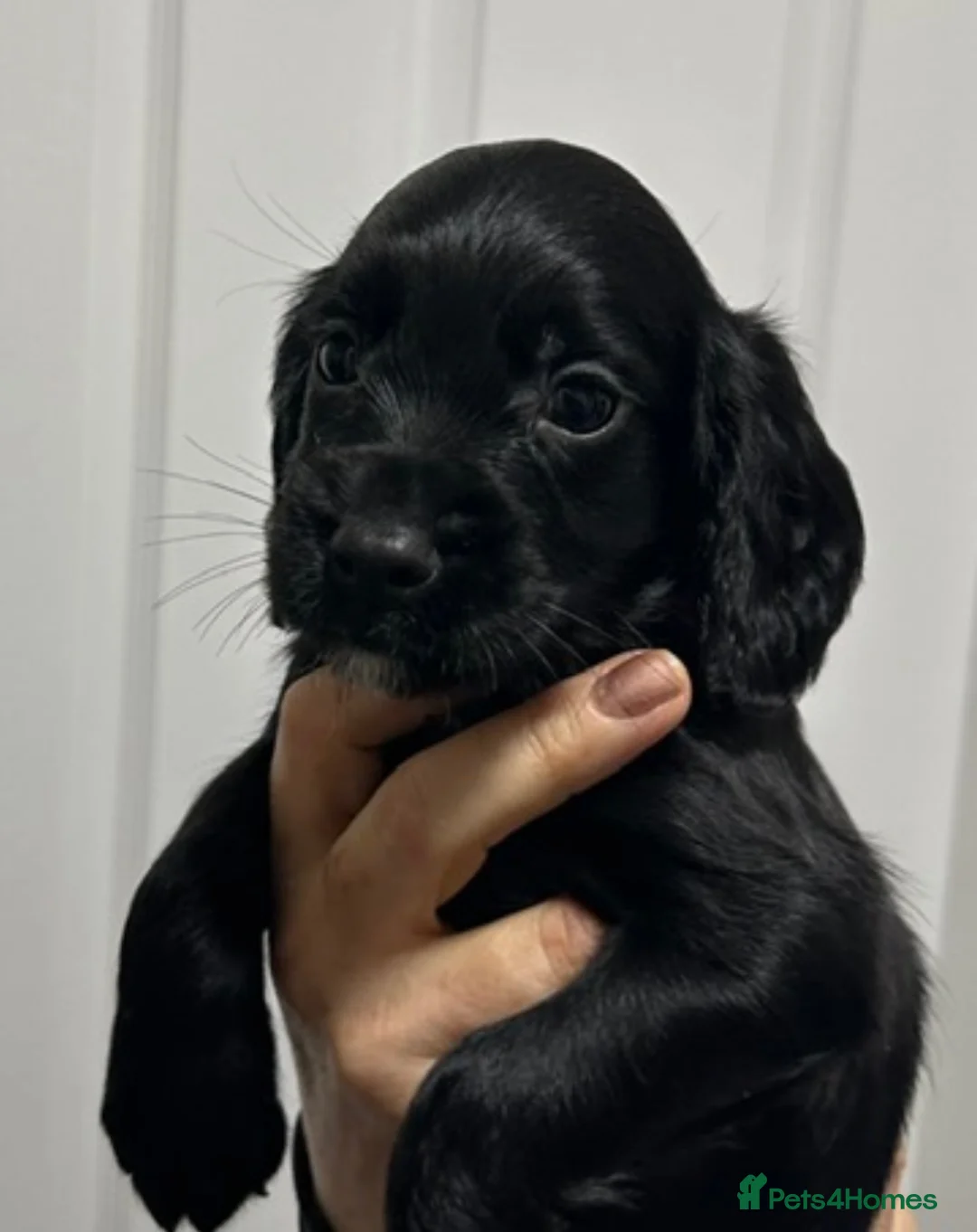 Cocker Spaniel dogs for sale: Exceptional Winning Cocker puppies - Health Tested - Advert 2