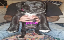 Mixed Breed dogs for sale: Dalmatian shepherd  - Image 33