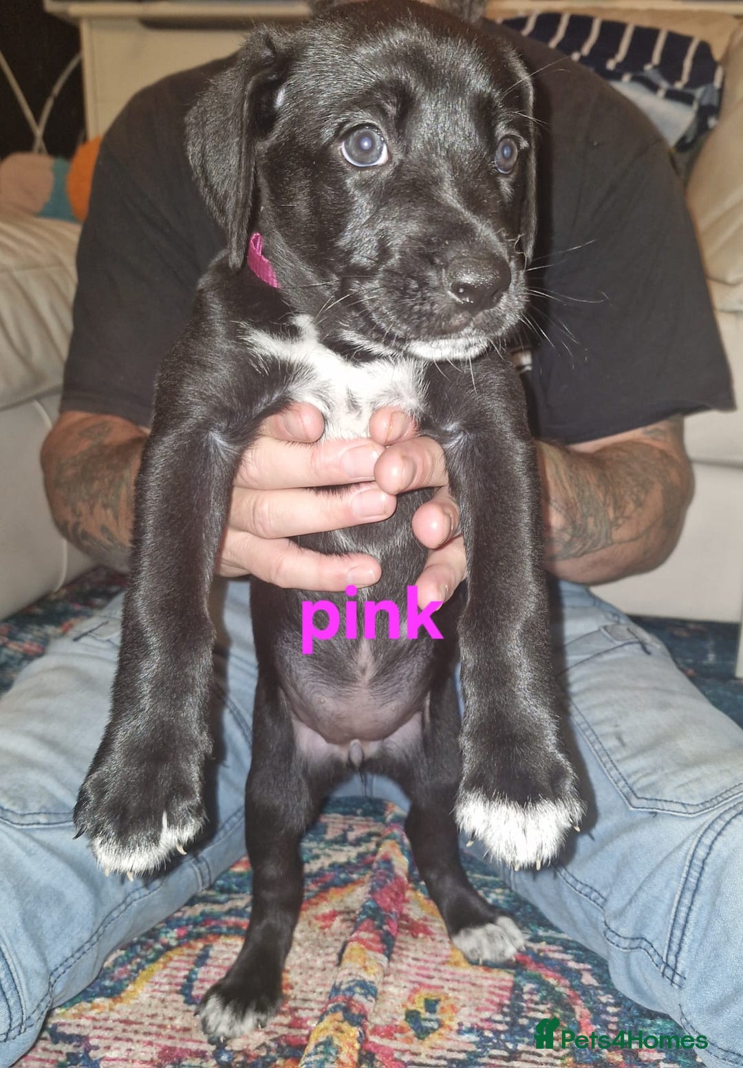 Mixed Breed dogs for sale: Dalmatian shepherd  - Image 33