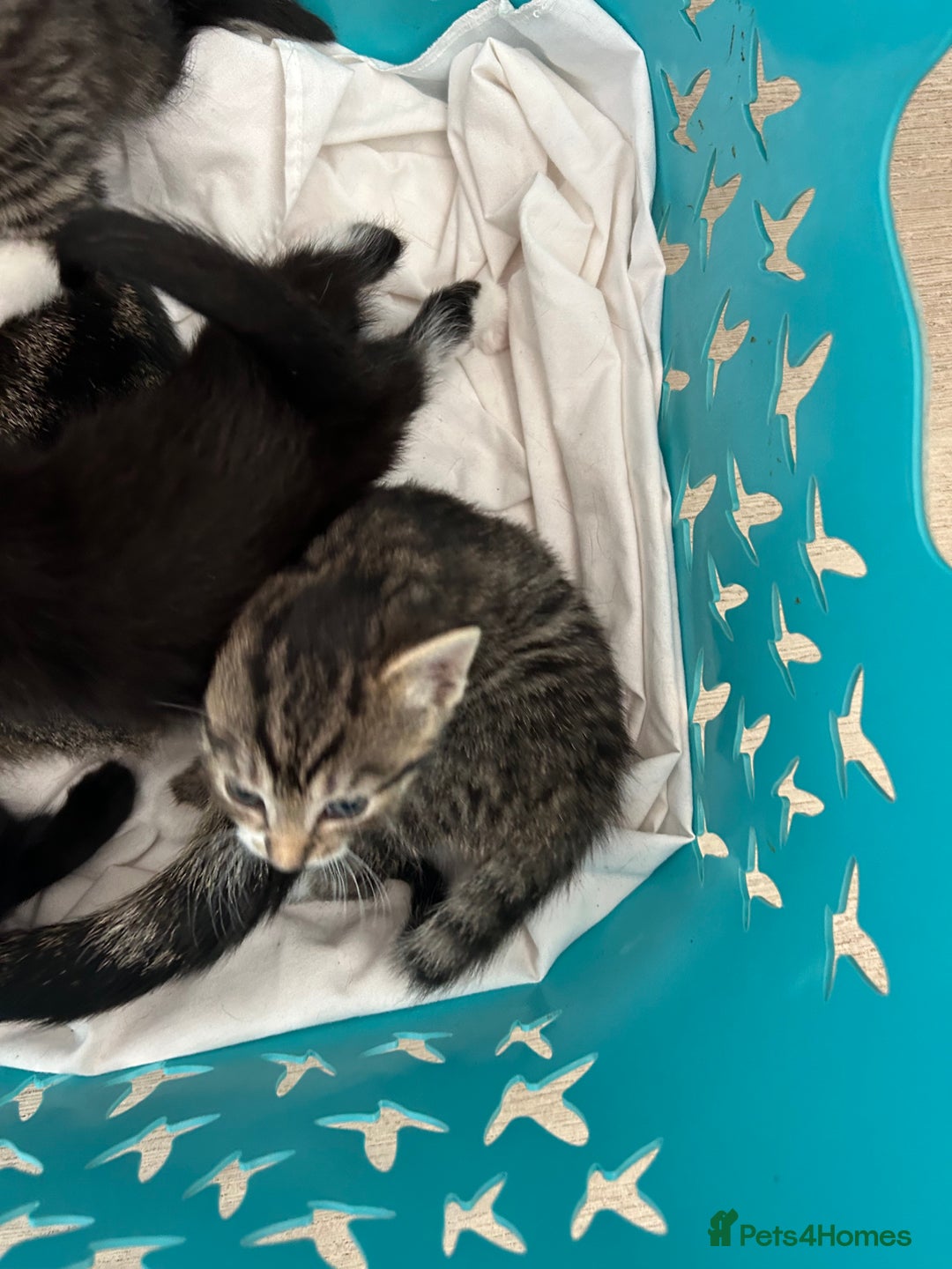 Mixed Breed cats for sale: Beautiful kittens 4 weeks old - Image 9