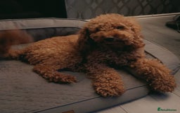 Cockapoo dogs for stud: 🐾 STUD DOG AVAILABLE – Meet Koda 🐾 - Image 3