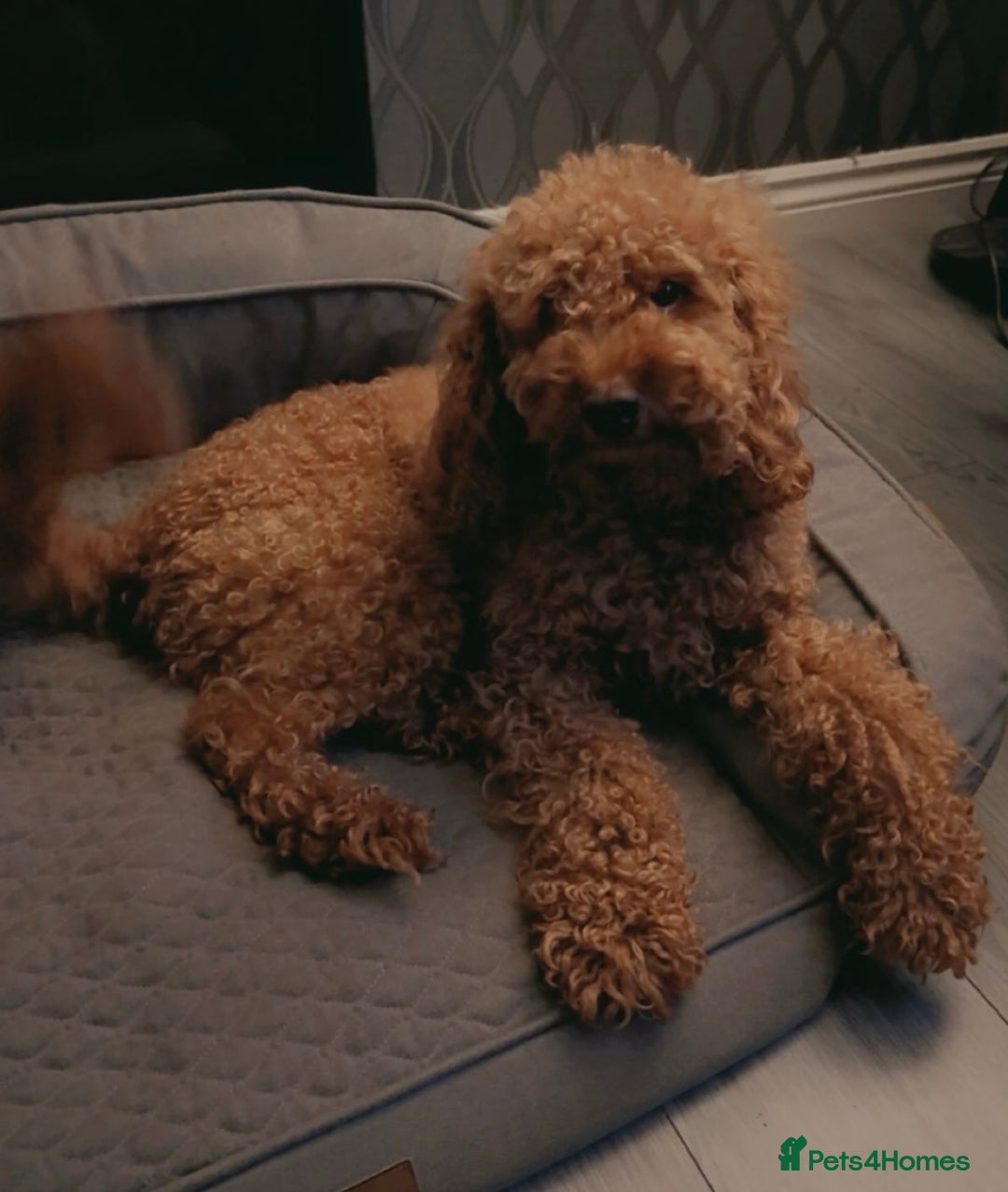 Cockapoo dogs for stud: 🐾 STUD DOG AVAILABLE – Meet Koda 🐾 - Image 3