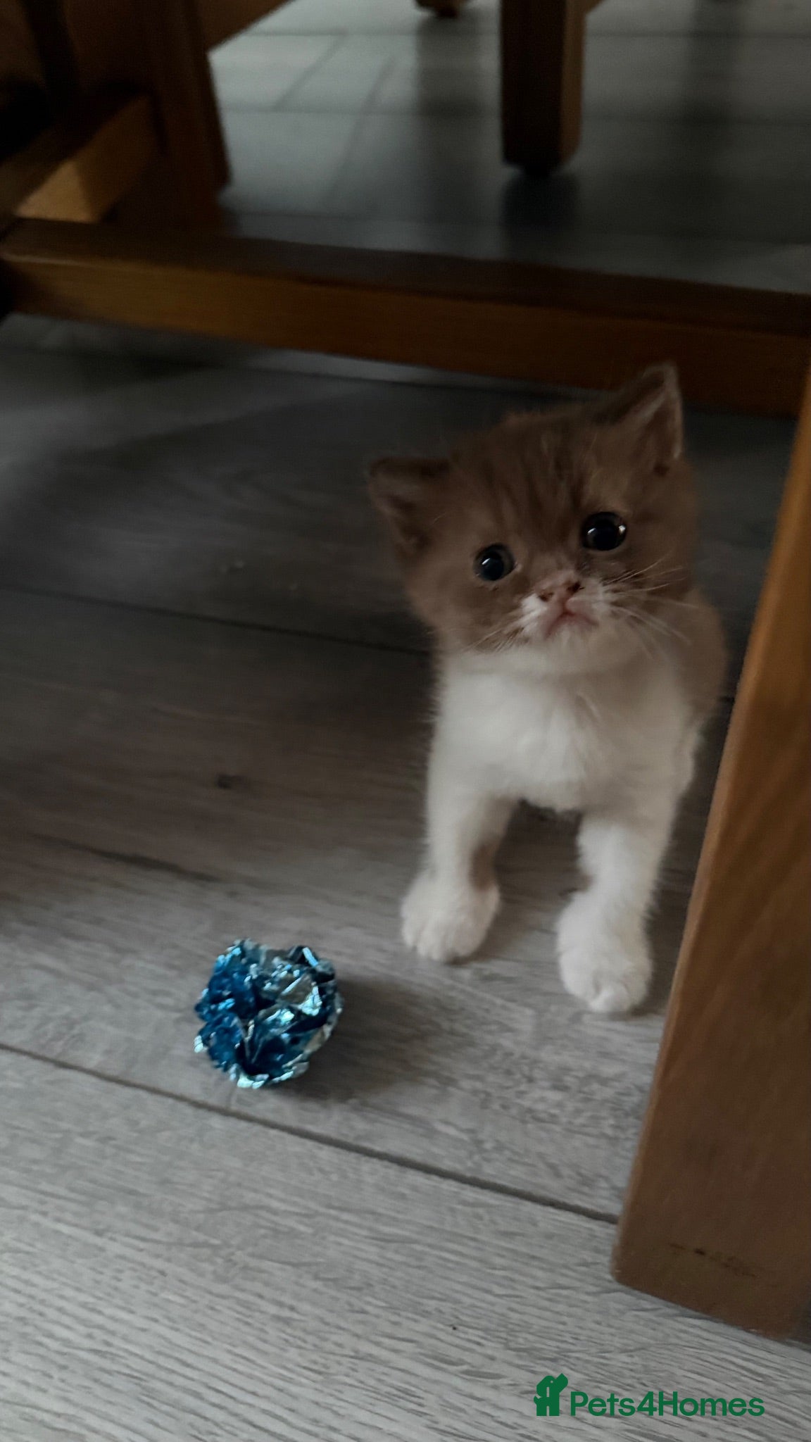 British Shorthair cats Cinnamon -white BSH  - Advert 1