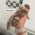 American Bully Puppy 7