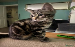 British Shorthair cats for sale: GCCF chocolate female BSH and 1 DSH female - Image 6