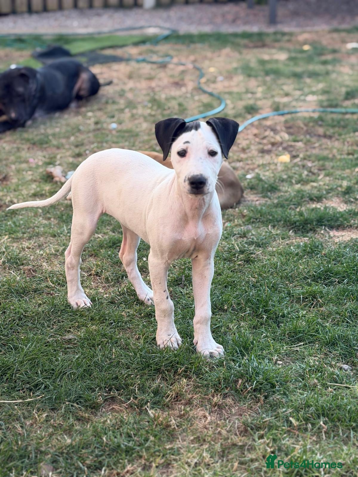 Mixed Breed dogs Ready for their forever home  - Advert 24