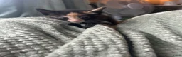 Mixed Breed cats for sale: Beautiful kittens for sale. - Advert 6