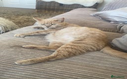 Domestic Shorthair cats for sale: Cream and ginger girls  - Image 6