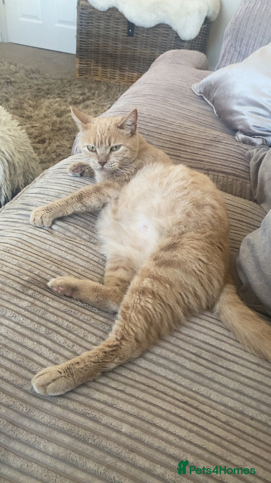 Domestic Shorthair cats for sale: Cream and ginger girls  - Image 6