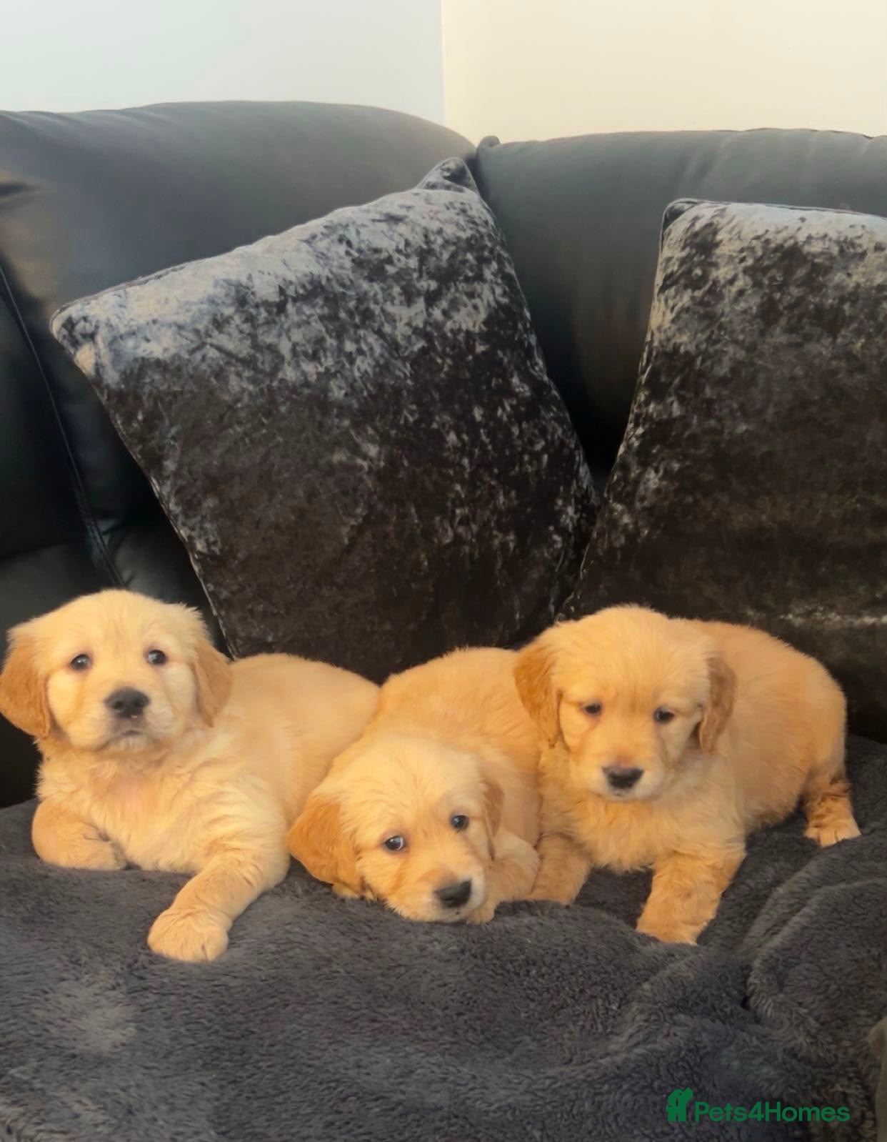 Golden Retriever dogs 3 BOYS LEFT KC  HEALTH TESTED GOLDEN RETRIEVERS  - Advert 7