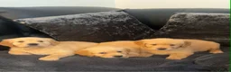 Golden Retriever dogs for sale: 1 BOY LEFT KC  HEALTH TESTED GOLDEN RETRIEVERS  - Advert 4