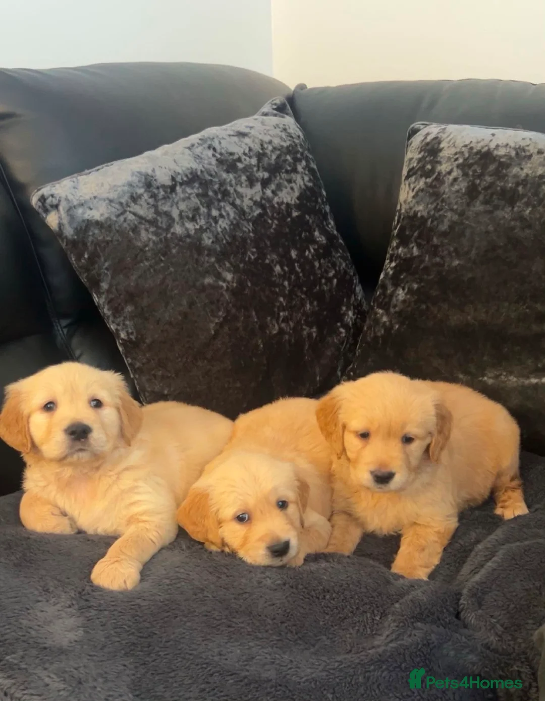 Golden Retriever dogs for sale: 1 BOY LEFT KC  HEALTH TESTED GOLDEN RETRIEVERS  - Advert 2