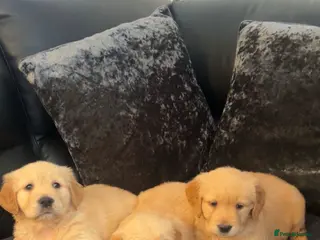 Golden Retriever dogs 3 BOYS LEFT KC HEALTH TESTED GOLDEN RETRIEVERS - Advert 7