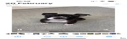 Staffordshire Bull Terrier dogs for sale: Eddie is 3 in Dec he is a gorgeous boy - Advert 24