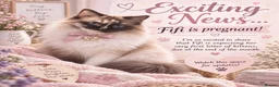 Ragdoll cats for sale: 🐾 🐾Beautiful Home-Reared Ragdoll Kittens 🐾 🐾 in Warrington - Advert 2