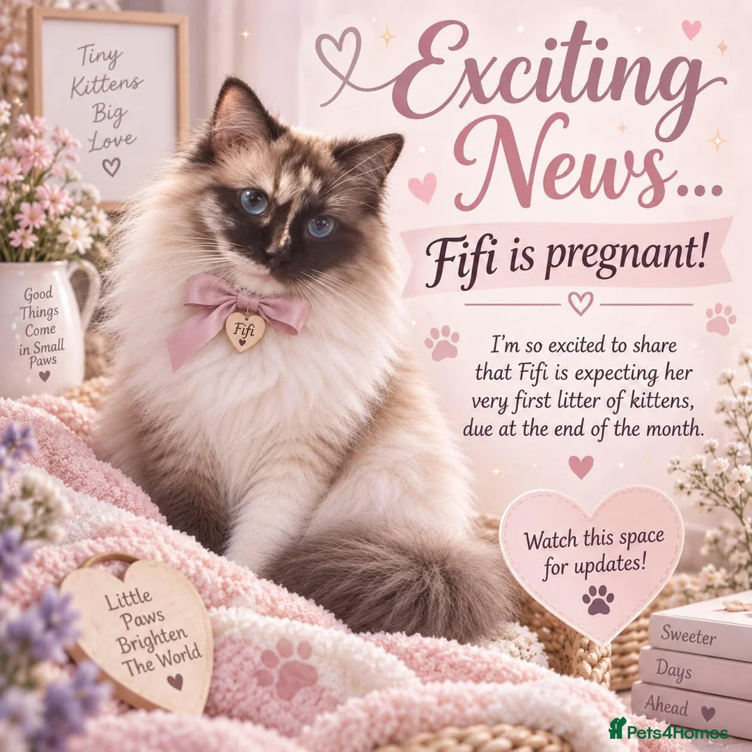 Ragdoll cats for sale: 🐾 🐾Beautiful Home-Reared Ragdoll Kittens 🐾 🐾 in Warrington - Advert 2