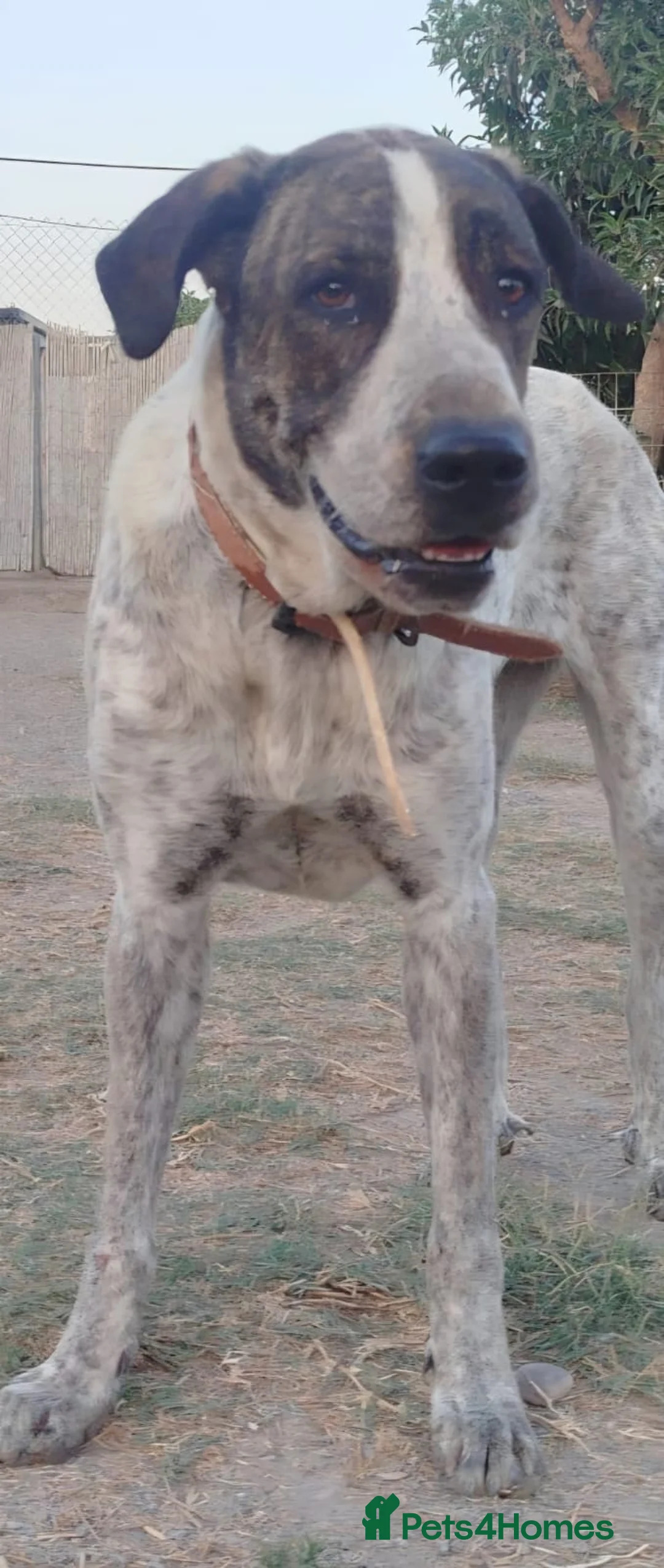 Mixed Breed dogs for adoption: Please Don’t Pass Lola ❤️  - Advert 15