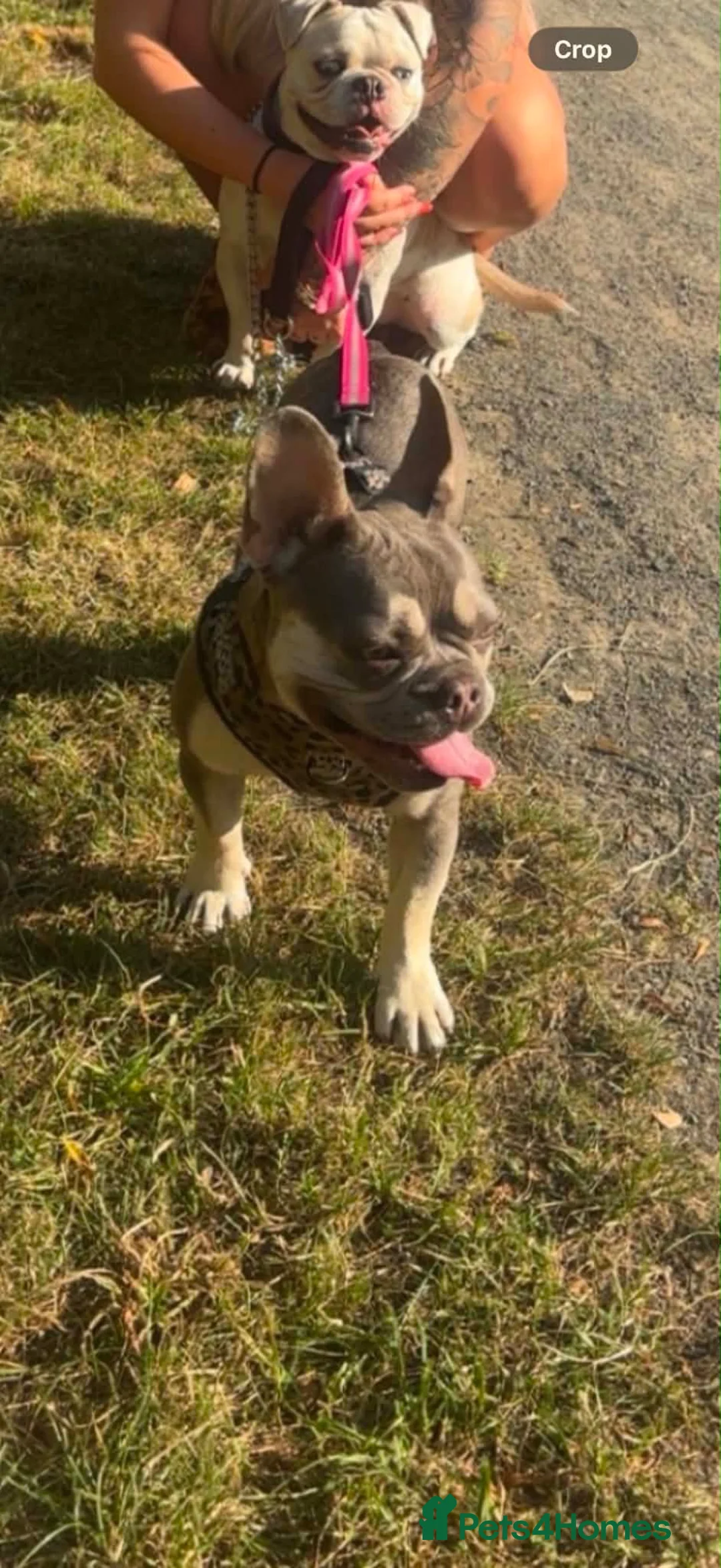 French Bulldog dogs for sale: French Bulldog female - Advert 3
