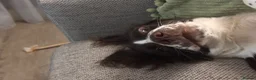 English Springer Spaniel dogs for sale: Oakley the springer spaniel puppy  - Advert 3