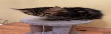 Mixed Breed Bengal & Tabi