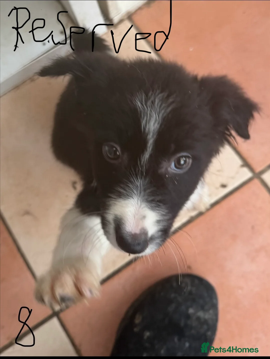 Border Collie dogs for sale: Pure breed Border collie puppies  - Advert 1