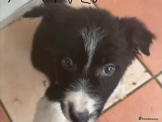 Border Collie dogs Pure breed Border collie puppies - Advert 6