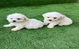 Poodle dogs for sale: Poodles pups for forever home - Image 14