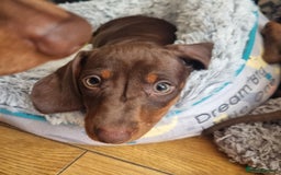 Miniature Dachshund dogs for sale: Mini Dachshund Puppies - Image 11