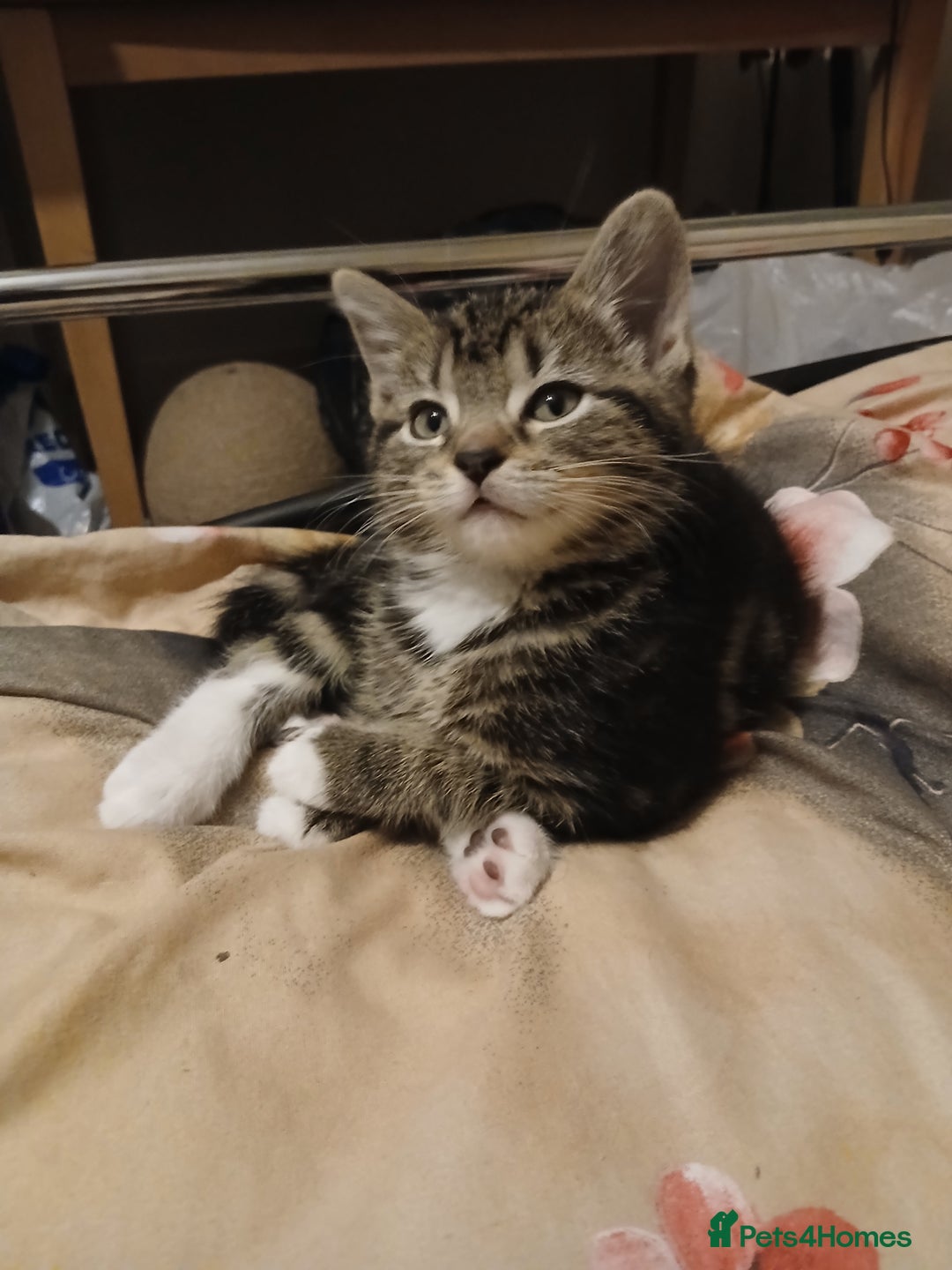 Mixed Breed cats for sale: Kittens for sale - Advert 22