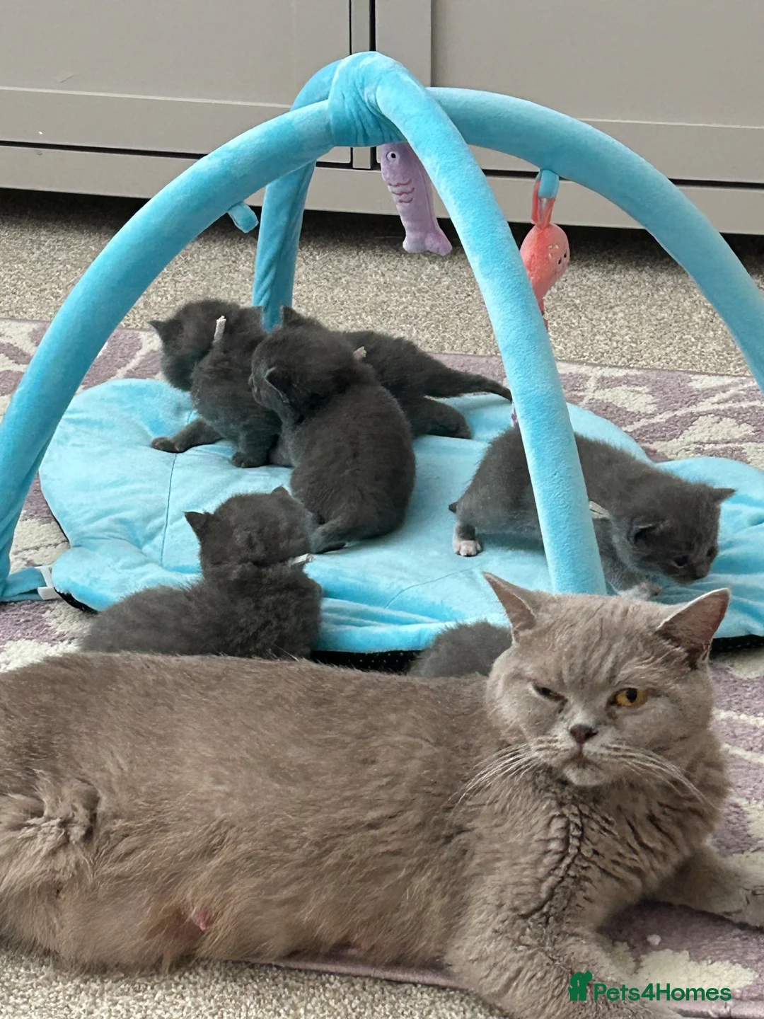 British Shorthair cats for sale: Bella,s British Shorthairs 🐾🩷🩵 - Advert 21