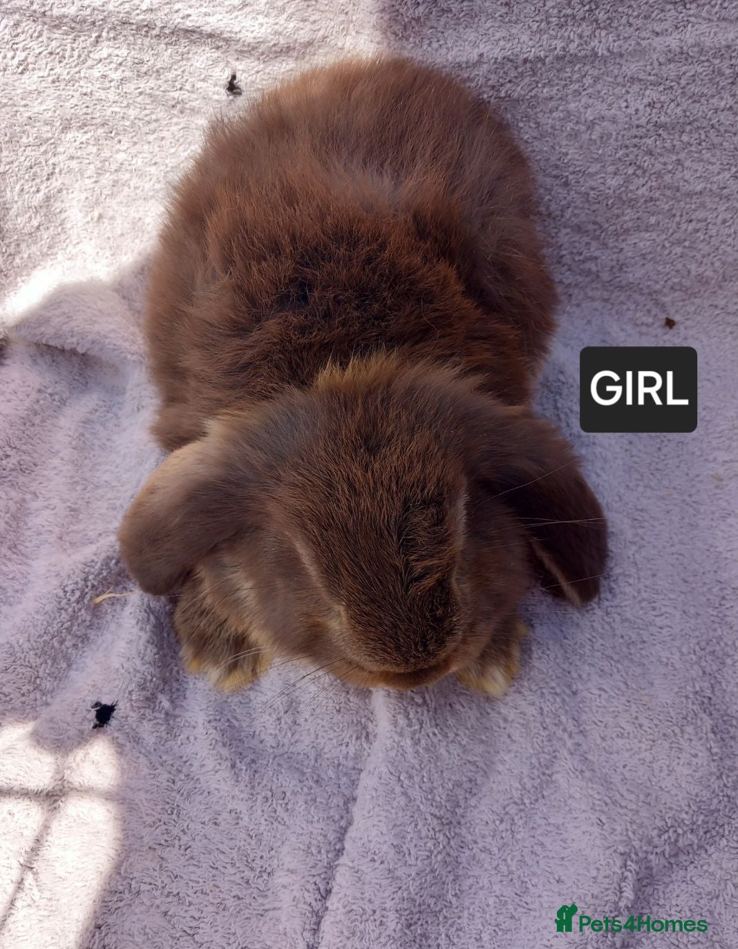 French Lop rabbits French lop giant baby rabbits ready 26 june - Advert 1