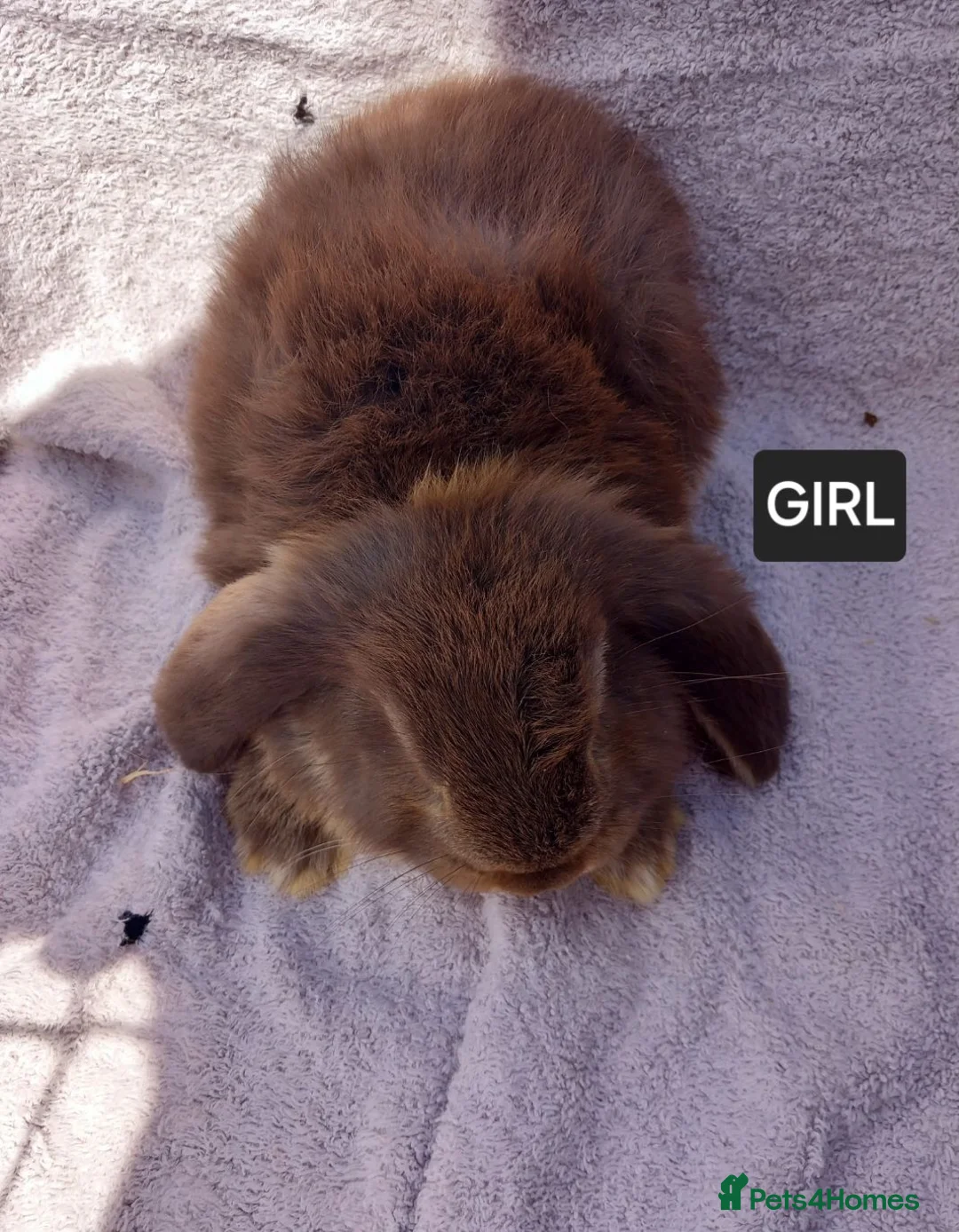 French Lop rabbits for sale: French lop giant baby rabbits ready 26 june in Ilford - Advert 1