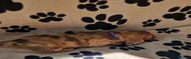Miniature Dachshund 6