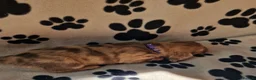 Miniature Dachshund dogs for sale: Miniature dachshund puppies in Willenhall - Advert 13