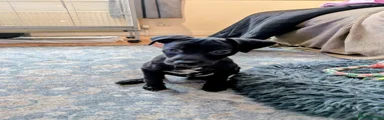 Puppy 2