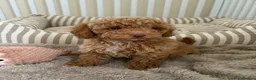Maltipoo dogs for sale: 5🌟Korean maltipoo puppies health tested - Advert 10