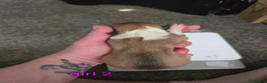 Welsh Corgi Pembroke Puppy 5