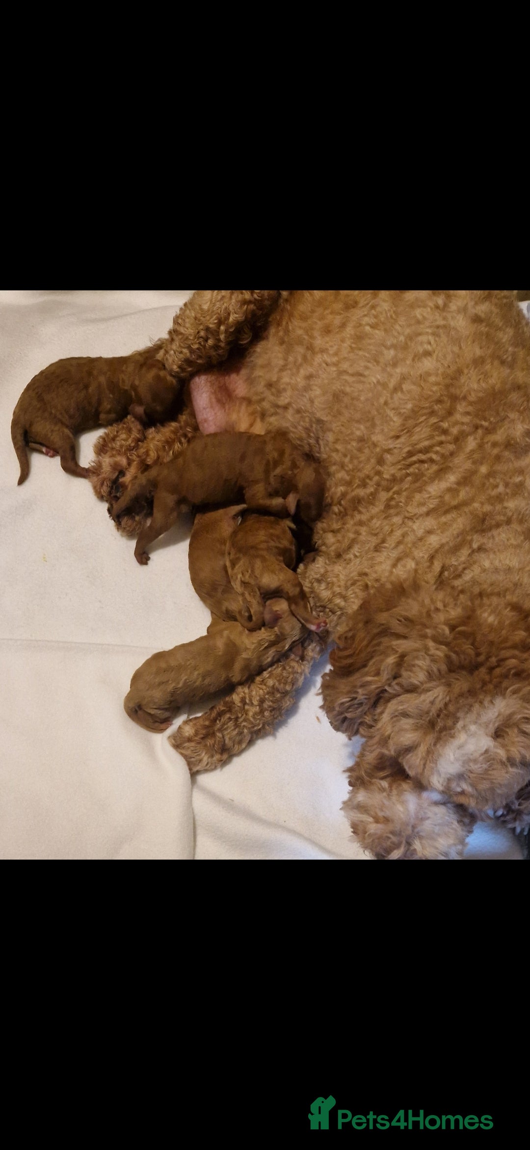 Cockapoo dogs for sale: Health Clear Cockapoos - Advert 9