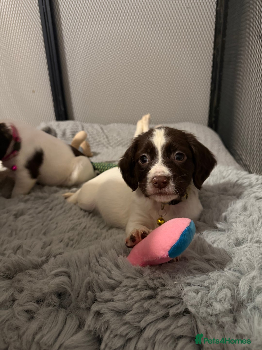 Cocker Spaniel dogs for sale: Cocker spaniel puppies ready for forever home - Advert 13