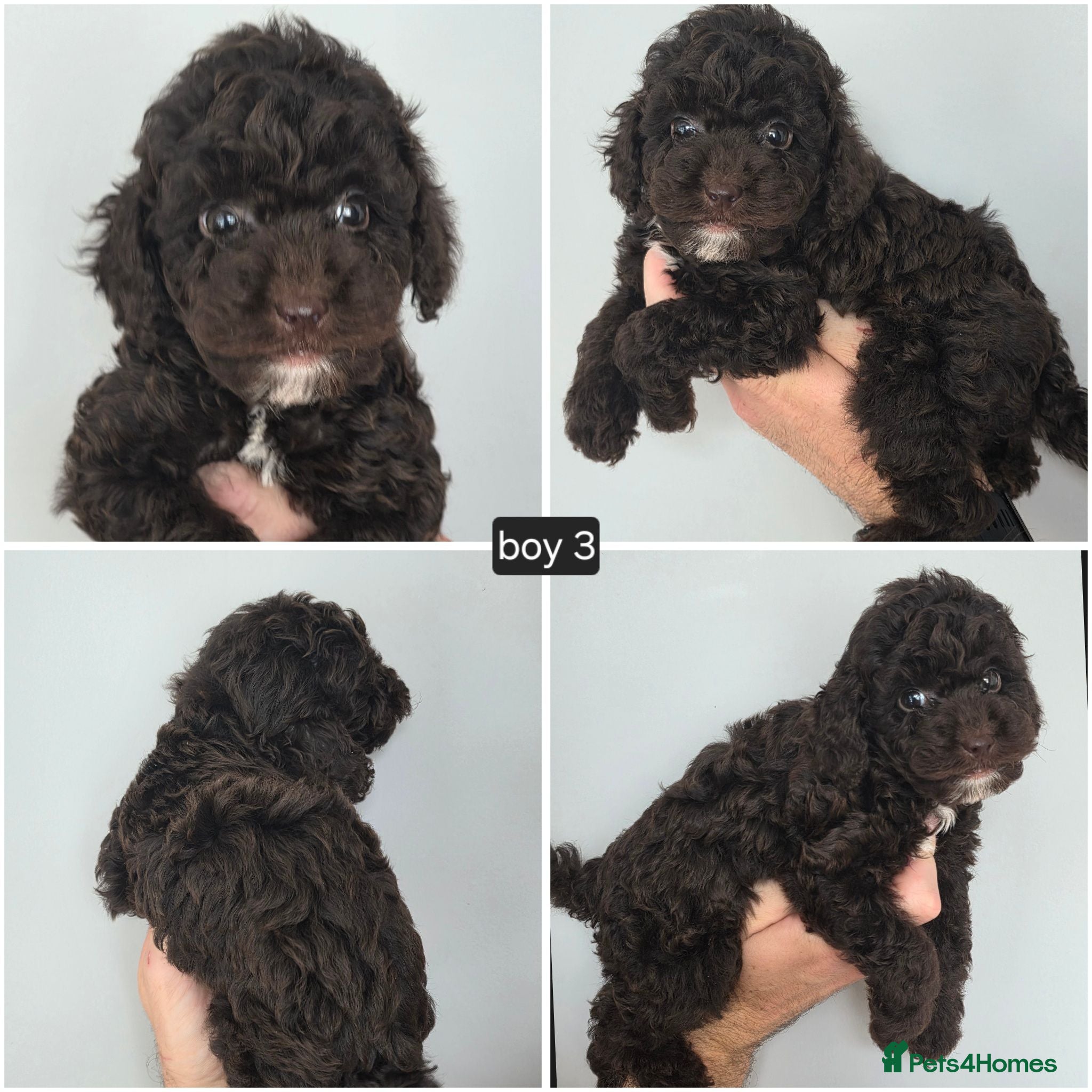 Cockapoo dogs 3 BOYS Chocolate Cockapoos. DNA HEALTH TESTED - Advert 2