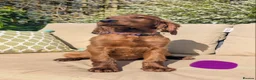 Irish Setter dogs for sale: KC registered Irish Setter Puppies  - Advert 8