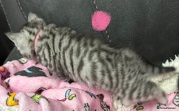 British Shorthair cats for sale: GCCF Reg BSH Silver Tabby & Spotted kittens - Advert 7