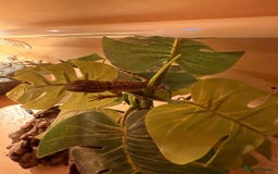 Bearded Dragon reptiles for sale: Bearded Dragon Babies - Image 8