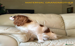 Cavalier King Charles Spaniel dogs for sale: Cavalier Pups – 0.10% COI, Health Tested, KC Reg - Image 13